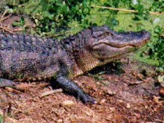 Cajun critters swamp tours