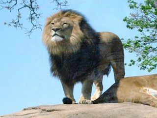 Peoria zoo