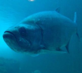 tarpon springs aquarium fish