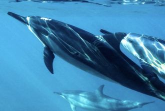 Dolphins swimming in wild