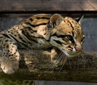  louisiana purchase zoo