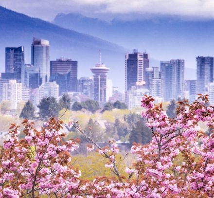 vancouver city guide vancouver canada cherry blossoms vancouver skyline