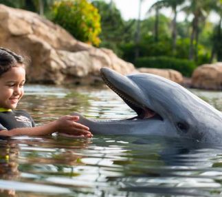 discovery cove orlando girl with dolphin