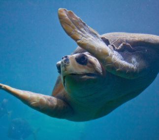 Virginia aquarium