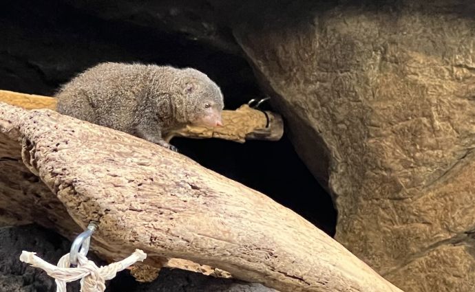 omahas henry doorly zoo small cute furry animal wildlife