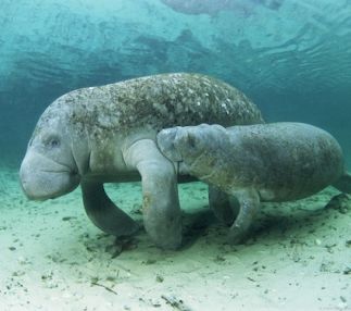 captain jacks boat tours florida dolphin cruises manatee sigtings