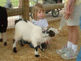 Old macdonalds petting zoo