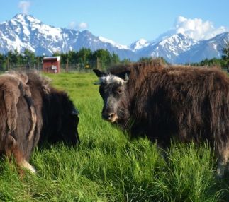 musk ox farm alaska