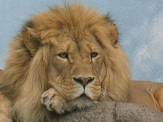 Rosamond gifford zoo