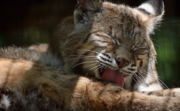 lehigh valley zoo bobcat