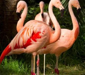 flamingo hotel las vegas