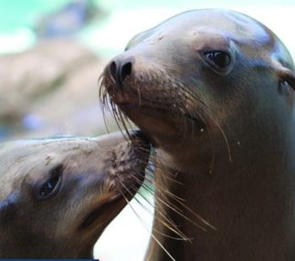 New England Aquarium in Boston Massachusetts is a fun aquarium in New England for the kids