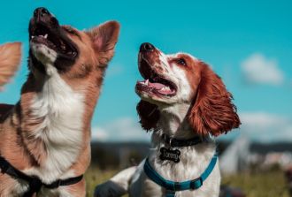 two dogs smiling up at the blue sky family days out blog