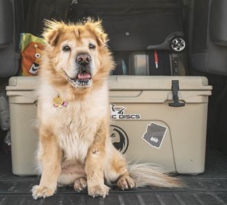 dog ready to go on holiday