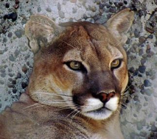 west coast game park safari oregon lions tigers kids fun