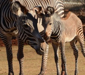 oklahoma city zoo and botanical gardens kids fun USA
