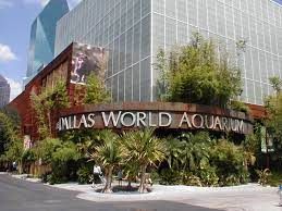 dallas-world-squarium-shark