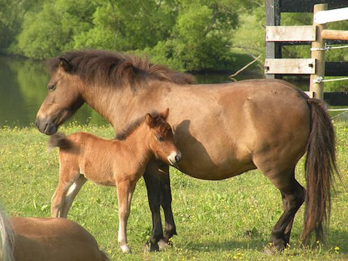 Land of little horses in Gettsyburg, Pennsylvania is all about those adorable animals with kids!