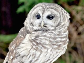 Alaska raptor center