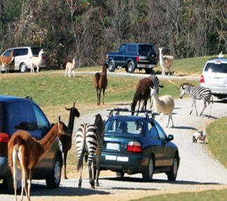 Virgina zoo