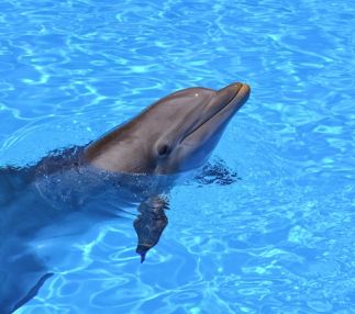 dolphin-in-captivity