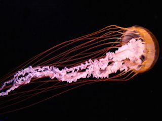 Oklahoma aquarium