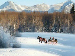 Alaska Horses adventures