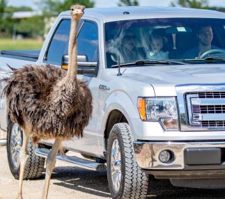 Ostrich