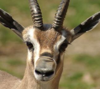 st louis zoo is fun for kids in missouri with animals from all over the world including asia africa and australia!