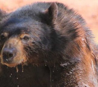 bearizona arizona black bear