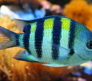 flint riverquarium
