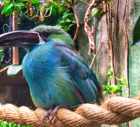 close up of an exotic bird
