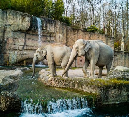 Elephants in a zoo