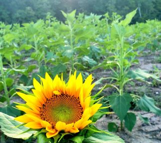Sunflower days!
