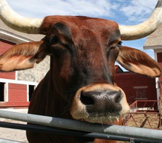 retreat farms have over 50 animals in Vermont!