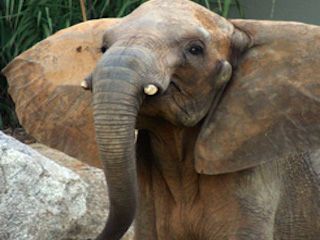 Montgomery zoo