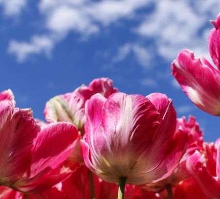 albany new york tulips against the sky albany city guide family days out