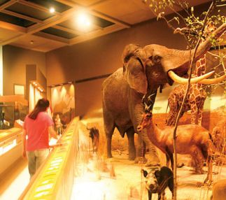 springfield science museum massachuset