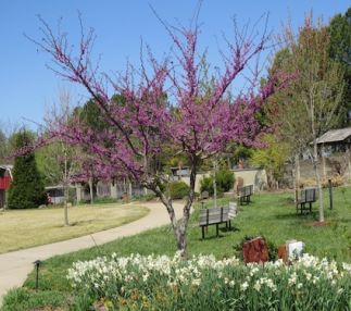  botanical gardens ozarks