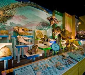  mississippi museum natural science