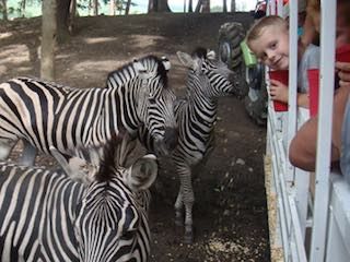 Hidden valley animal adventures