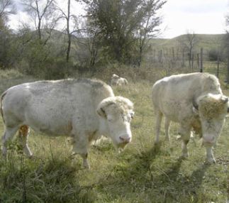 Bison_small