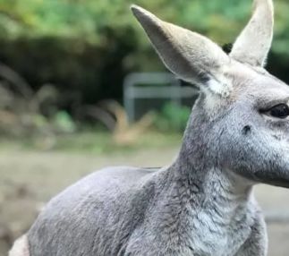 outback kangaroo farm