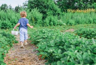 A toddler gardening