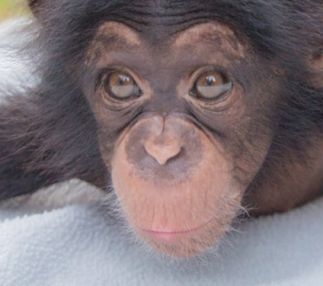 kansas city zoo animal encounters family fun