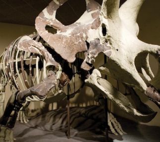  milwaukee public museum