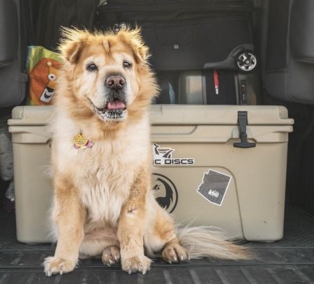 dog ready to go on holiday