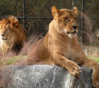 Cape may county park zoo
