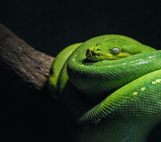 snake-on-log