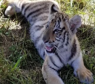 wisconsin big cat rescue donations accepted guided tours for kids